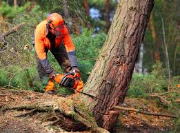 Mulching Services in Elkins, WV