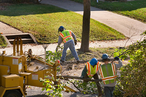 Trusted Elkins, WV  Tree Services Experts