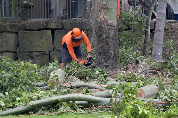 Why Choose Our Tree Removal Services in Elkins, WV?